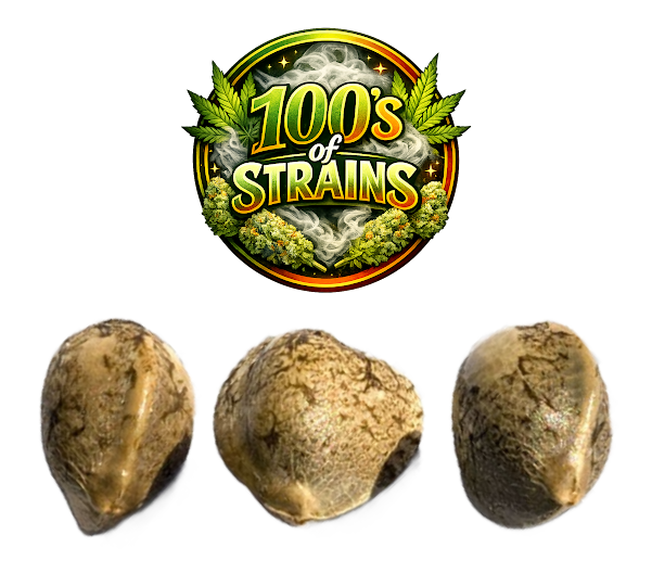 Rare and exotic feminized cannabis strains - pheno-hunted genetics